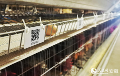 类产量达18万吨